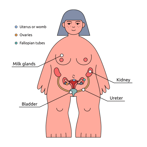 anatomi jensi tolid mesl khanom vector file 1 وکتور طرح آناتومی جنسی خانوم