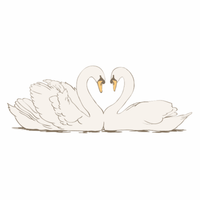 وکتور طرح دو قو سفید عاشق