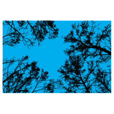 وکتور نما آسمان از زیر درختان جنگل