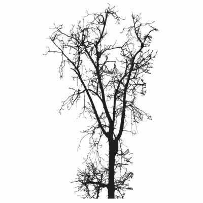 وکتور تک درخت - پاییزی - بدون برگ - سیاه و سفید