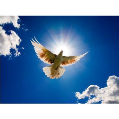 تصویر با کیفیت کبوتر و آسمان آبی و خورشید