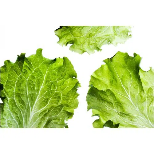 تصویر با کیفیت کاهو 1 delicious salad 1 تصویر با کیفیت کاهو