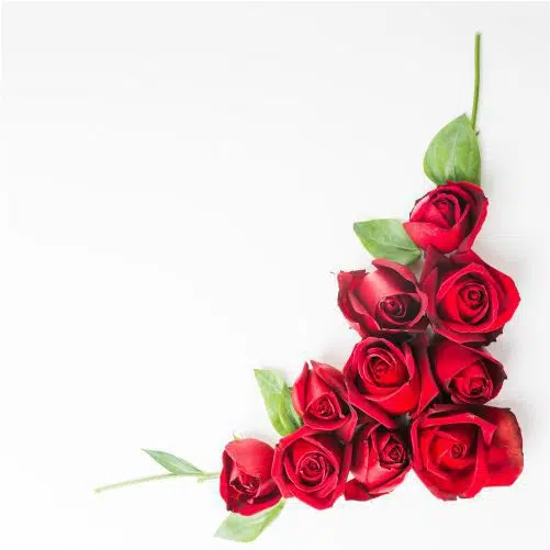 red beautiful roses white background 1 مجموعه-آبرنگ-گل آرایی-با-رز-مشکی-طلایی