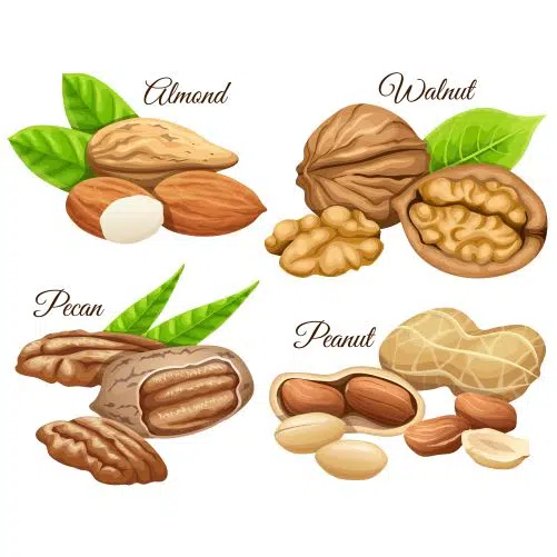 وکتور آجیل و تنقلات گردو بادام زمینی 1 set nuts almond walnut pecan peanut 1 وکتور آجیل و تنقلات گردو بادام زمینی