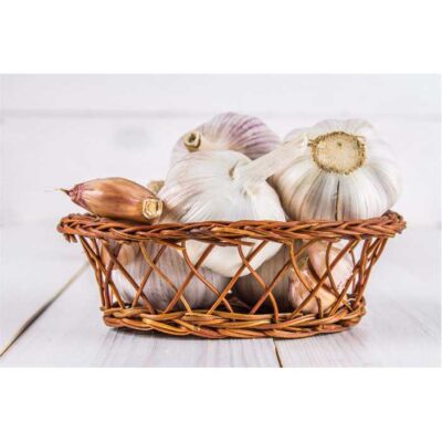 طرح محصول کشاورزی - سیر - 16