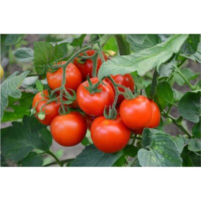 طرح محصول کشاورزی - گوجه - 21