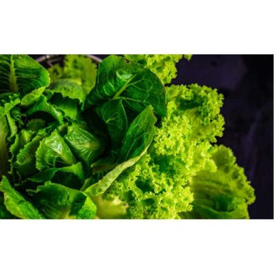 طرح محصول کشاورزی - کاهو - 25