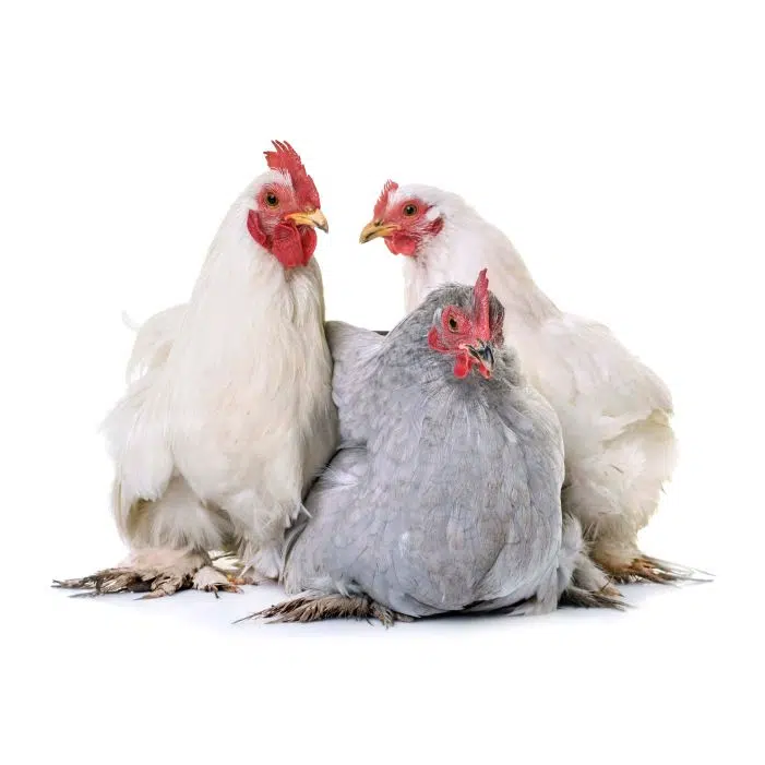 Chicken HWnorth 6 1 تصویر با کیفیت پرتره و سر عقاب سفید