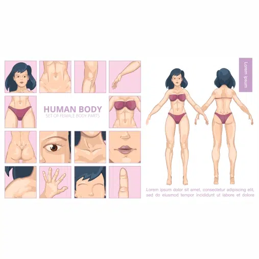 cartoon female body parts composition 1 طرح وکتور ایلاستریشن آناتومی بدن زن - سر باسن صورت پشت جلو مو دست پا شکم بازو گلو