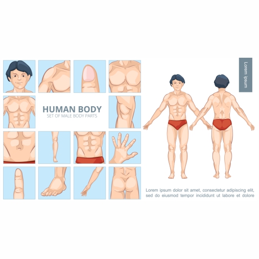 cartoon male body parts concept 1 وکتور - ایمپلنت - سینه - زن