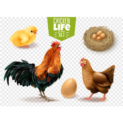 طرح مجموعه چرخه زندگی مرغ به صورت افقی - تخمگذاری - جوجه ریزی - پرندگان