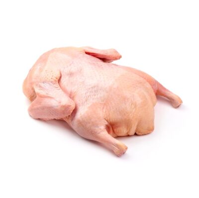 طرح اردک کامل