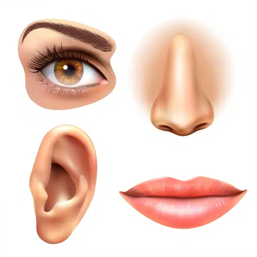 eye ear lips nose icons set 1 طرح وکتور اجزا مختلف صورت زن - مو بینی ابرو عینک صورت سر لب چشم