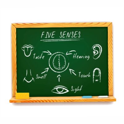طرح وکتور تابلو اعلانات - پنج حواس تصویری - لمس - بویایی - چشایی - شنوایی - بینایی - فلش اشاره به مغز انسان