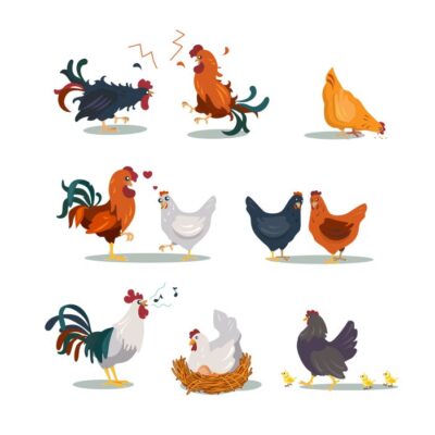 ست وکتور مختلف مرغ و خروس