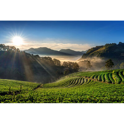 تصویر با کیفیت باغ توت فرنگی تایلند و تابش آفتاب