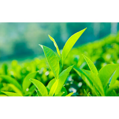 تصویر با کیفیت از لیوان و استکان چای با چای کیسه ای نپتون