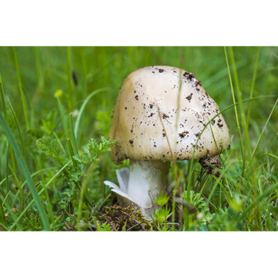 تصویر با کیفیت قارچ تازه روییده