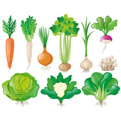وکتور تصاویر انواع مختلف سبزیجات