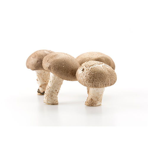 eringii mushroom 1 تصویر