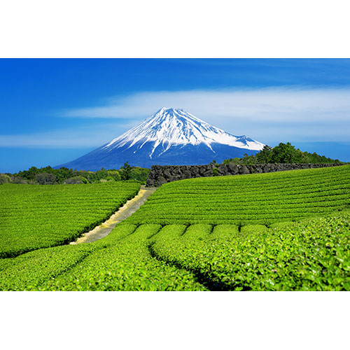 fuji mountains green tea plantation shizuoka japan 1