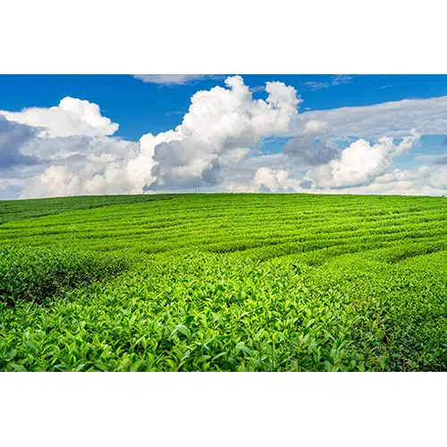 تصویر با کیفیت مزرعه چای 1 green tea bud leaves green tea background 1 تصویر