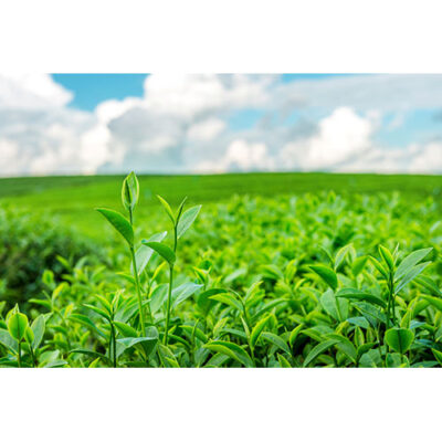 عکس با کیفیت مزرعه چای سبز