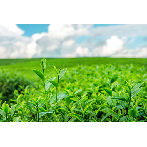green tea bud leaves green tea plantations morning 1 عکس