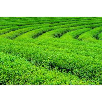 والپیپر و تصویر با کیفیت مزرعه چایی