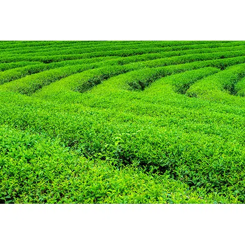 green tea bud leaves green tea plantations morning nature background 1 وکتور