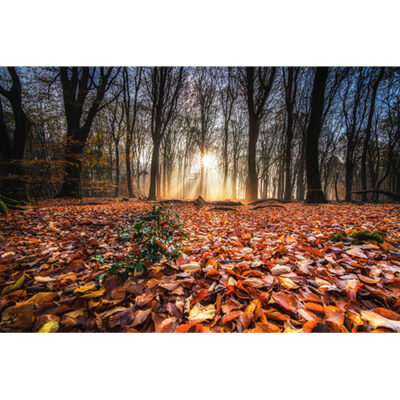 تصویر جنگل پاییزی با غروب خورشید در پشت درختان