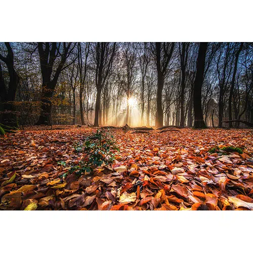 high angle shot red autumn leaves ground forest with trees back sunset 1 مجموعه