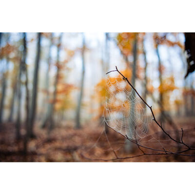 تصویر با کیفیت زوم روی تار عنکبوت با شاخه خشک پاییزی در جنگل