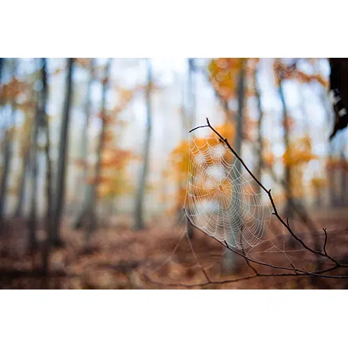 selective focus shot spider web twig autumn forest 1 مجموعه آرم-نان-نان-خاکستری-ایزوله-وینتیج-با-بهترین-کیفیت-کارتر-نان-تازه-بهترین-توضیحات نانوایی