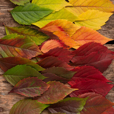 مجموعه برگ های پاییزی با رنگی بسیار زیبا