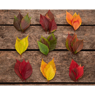 نمای از بالا برگ ها با رنگ های مختلف با زمینه چوب