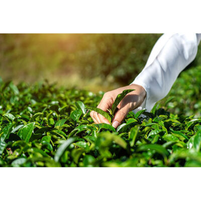 تصویر با کیفیت زن در حال چیدن برگ های چای در مزرعه چای
