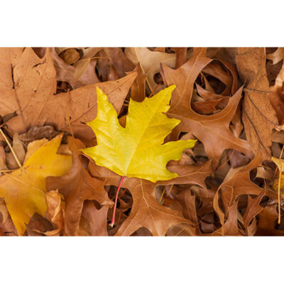 والپیپر با کیفیت با برگ های خشک و برگ زرد افرا