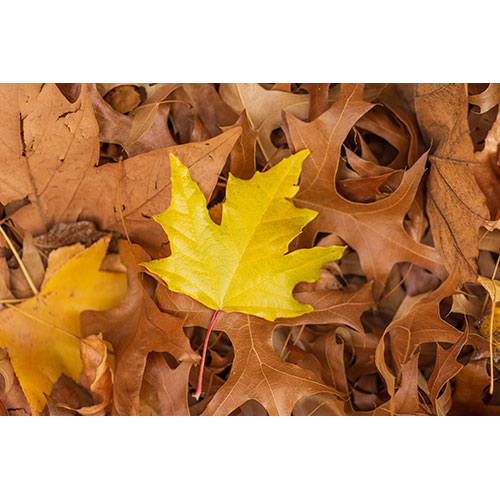 yellow maple leaf dry leaves great natural wallpaper 1