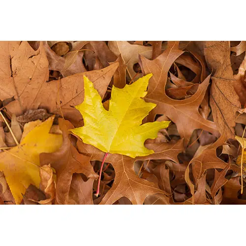 yellow maple leaf dry leaves great natural wallpaper 1 آیکون‌های گل گندمی-روشن-مسطح-زرد-طرح-