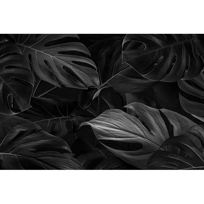 black monstera leaves background wallpaper 1