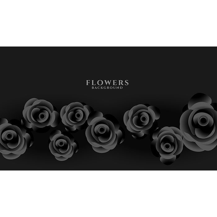 black rose dark background 1 تصویر
