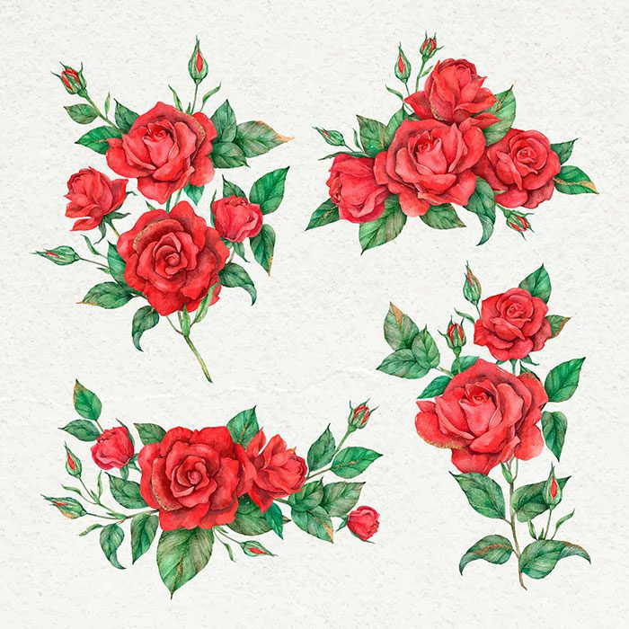 blooming red rose flower set 1 مجموعه-آبرنگ-گل آرایی-با-رز-مشکی-طلایی