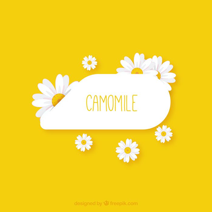 camomile 1 مفهوم طراحی وب مدرن با طراحی مسطح