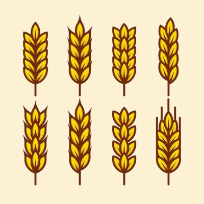 طرح وکتور مجموعه خوشه های گندم بصورت صاف و دایره ای