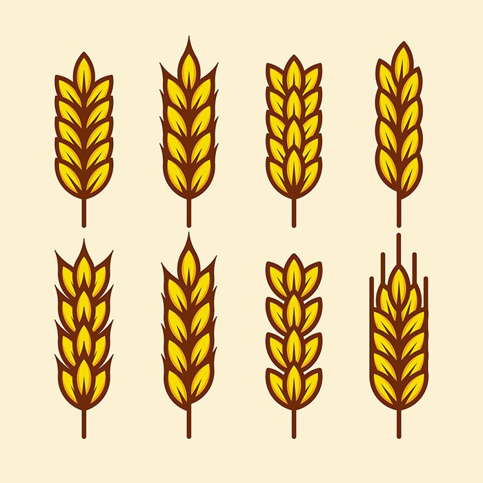 flat wheat collection 1 گندم - بلال - مجموعه