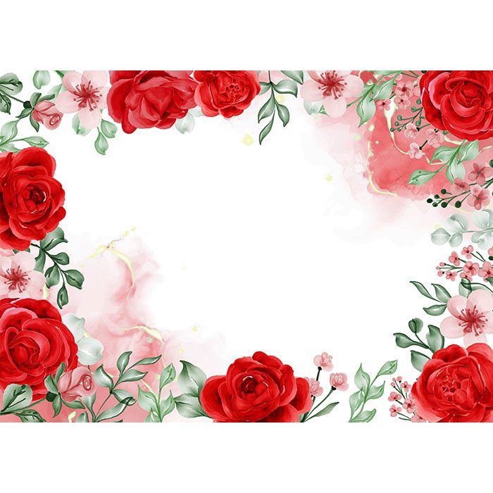 freedom rose red flower frame background with white space 1