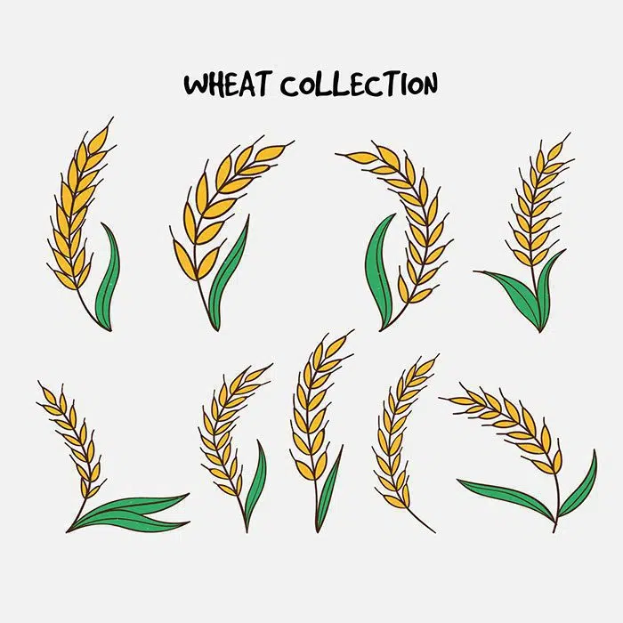hand drawn wheat collection 1 مجموعه-آبرنگ-گل آرایی-با-رز-مشکی-طلایی