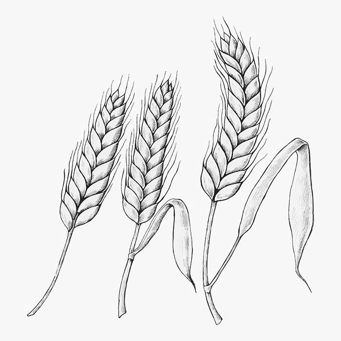 hand drawn wheat ears vector 1 گندم - بلال - مجموعه
