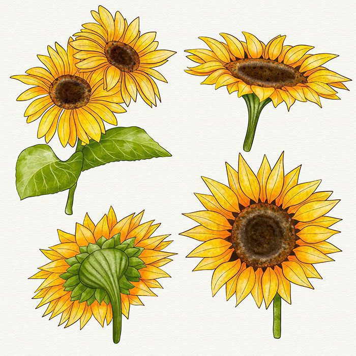 hand painted watercolor sunflowers collection 1 مجموعه-آبرنگ-گل آرایی-با-رز-مشکی-طلایی